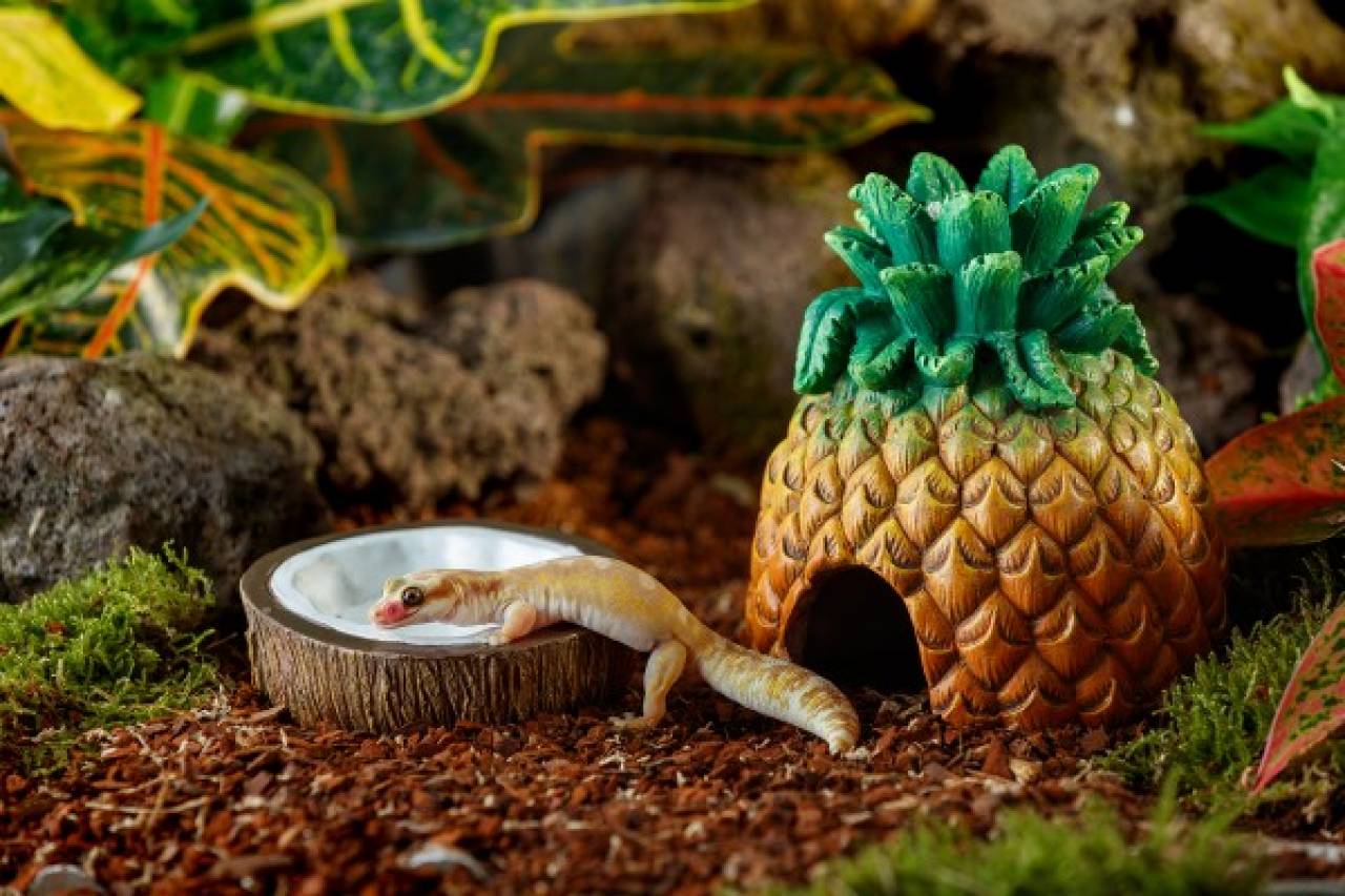 Exo Terra Tiki Kokosnuss-Wassernapf